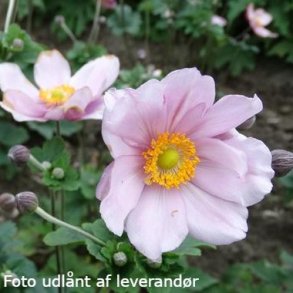 Anemone x hybrida 'M�rchenfee'.<br/>H�stanemone
