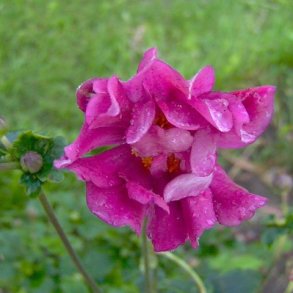 Anemone x hybrida 'Margarete'.<br/>Hstanemone