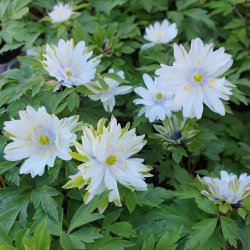 Anemone nemorosa 'Monstrosa'.<br/>Skovanemone