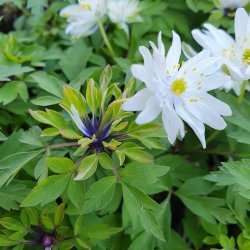 Anemone nemorosa 'Monstrosa'.<br/>Skovanemone