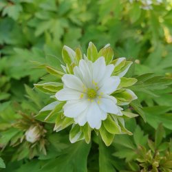 Anemone nemorosa 'Monstrosa'.<br/>Skovanemone