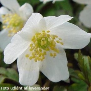 Anemone nemorosa 'Alba'.<br/>Skovanemone