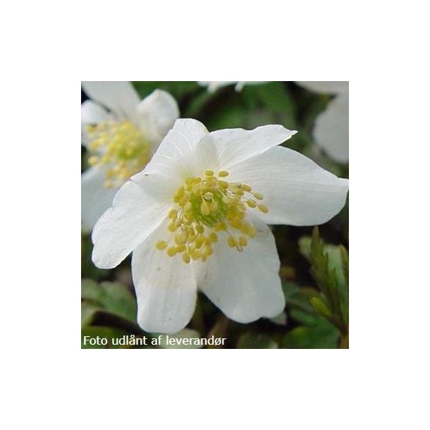 Anemone nemorosa 'Alba'.<br/>Skovanemone