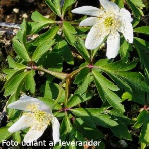 Anemone nemorosa 'Hilda'.<br/>Skovanemone