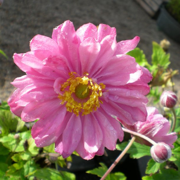 Anemone japonica 'Pamina'.<br/>Hstanemone