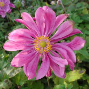 Anemone hupehensis var. japonica 'Prinz Heinrich'.<br/>Hstanemone