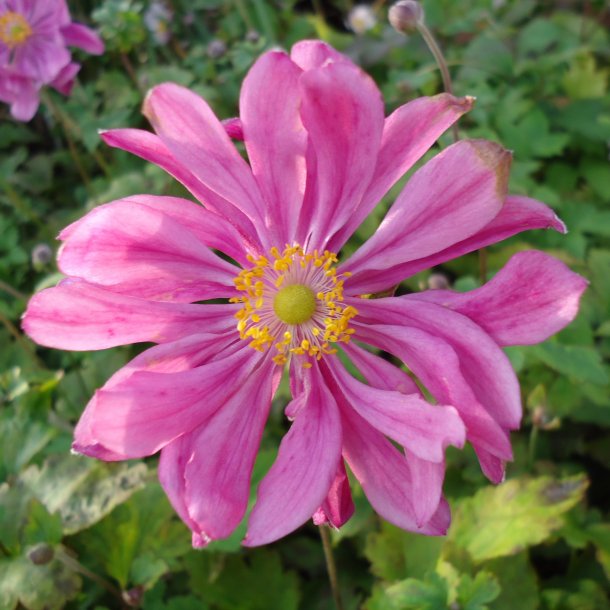 Anemone japonica 'Prinz Heinrich'.<br/>Hstanemone