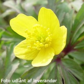 Anemone ranunculoides.<br/>Skovanemone