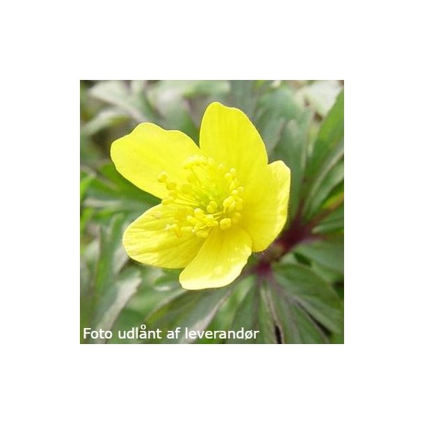 Anemone ranunculoides.<br/>Skovanemone