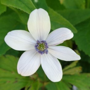 Anemone rivularis.<br/>Sommeranemone