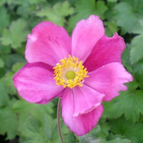 Anemone x hybrida 'Rosenschale'.<br/>Hstanemone