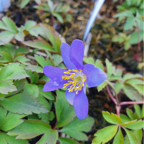 Anemone nemorosa 'Royal Blue'.<br/>Anemone
