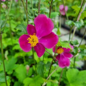 Anemone hupehensis var. japonica 'Splendens'.<br/>H�stanemone