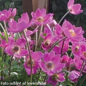 Anemone 'Spring Beauty Pink'.<br/>Sommeranemone