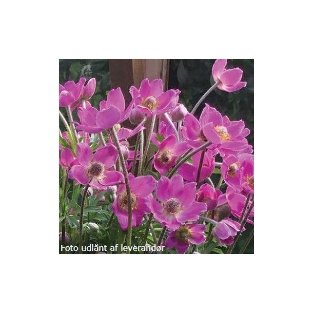 Anemone 'Spring Beauty Pink'.<br/>Sommeranemone