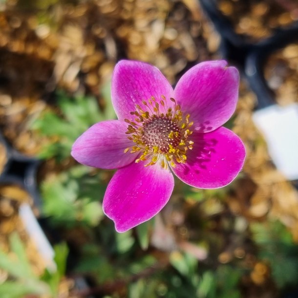Anemone 'Spring Beauty Pink'.<br/>Sommeranemone