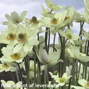 Anemone 'Spring Beauty White'.<br/>Sommeranemone