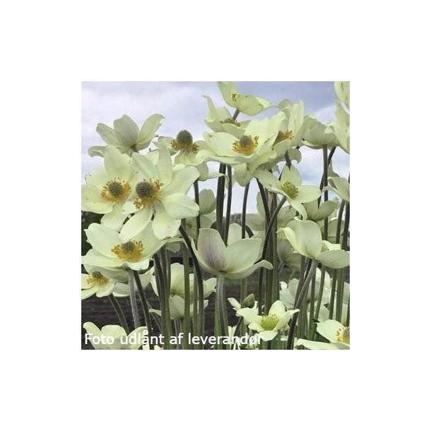 Anemone 'Spring Beauty White'.<br/>Sommeranemone