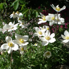 Anemone sylvestris.<br/>Sommeranemone