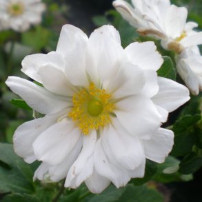 Anemone x hybrida 'Whirlwind'.<br/>Hstanemone