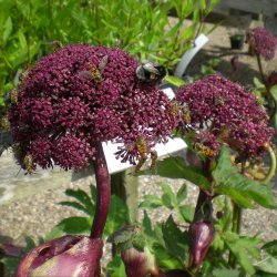 Angelica gigas. <br/>Kvan