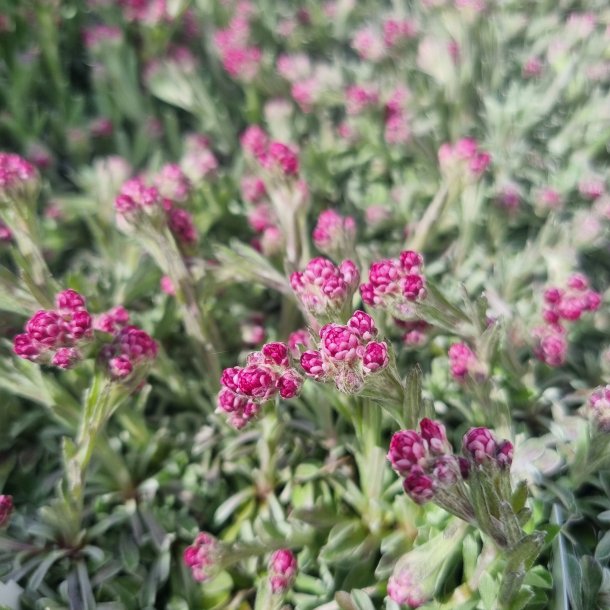 Antennaria dioica 'Alex Duguid'.<br/>Kattefod