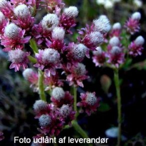 Antennaria dioica 'Rubra'.<br/>Kattefod