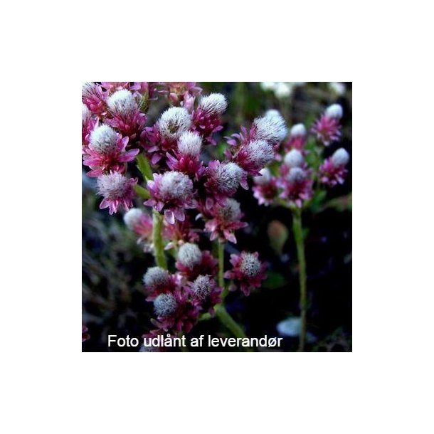Antennaria dioica 'Rubra'.<br/>Kattefod