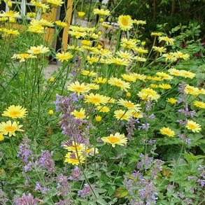 Cota tinctoria 'E. C. Buxton'.<br/>G�seurt