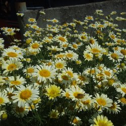 Cota tinctoria 'Lemon Ice'.<br/>Gseurt