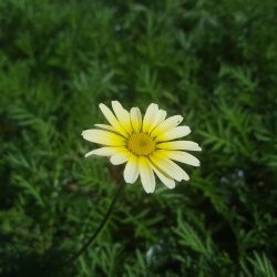 Cota tinctoria 'Lemon Ice'.<br/>Gseurt