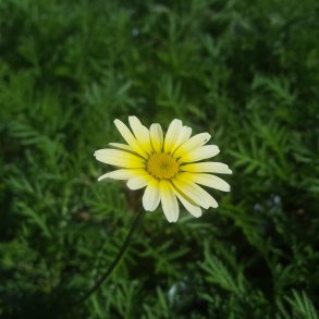 Cota tinctoria 'Lemon Ice'.<br/>Gseurt