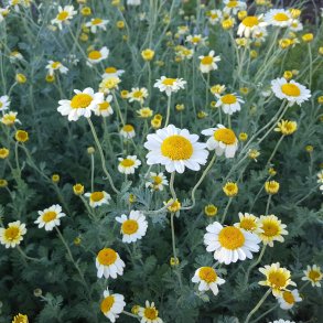 Cota tinctoria 'Sauce Hollandaise'.<br/>Gseurt