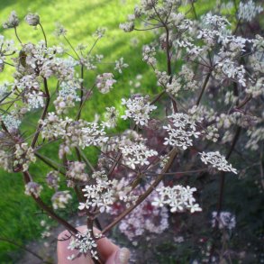 Anthriscus sylvestris 'Ravenswing'.<br/>Krvel