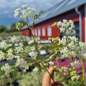 Anthriscus sylvestris.<br/>K�rvel