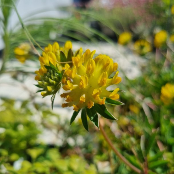 Anthyllis vulneraria.<br/>Rundb�lg