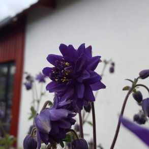 Aquilegia vulgaris var. stellata 'Blue Barlow'.<br/>Akeleje