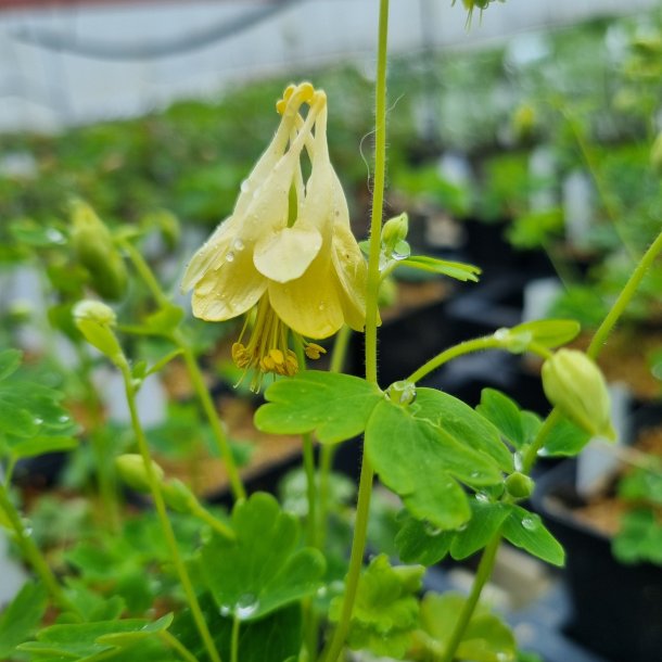 Aquilegia canadensis 'Corbett'.<br/>Akeleje