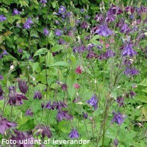 Aquilegia vulgaris 'Grandmother's Garden'.<br/>Akeleje