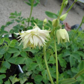 Aquilegia vulgaris var. stellata 'Green Apples'.<br/>Akeleje