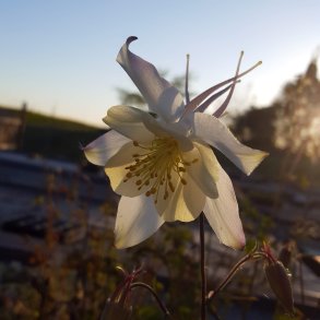 Aquilegia vulgaris 'Nivea'.<br/>Akeleje