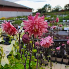 Aquilegia vulgaris var. stellata 'Rose Barlow'.<br/>Akeleje