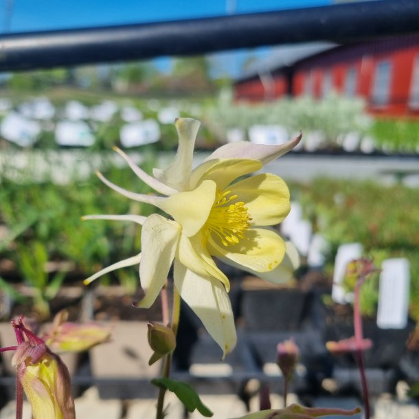 Aquilegia 'Spring Magic Yellow'.<br/>Akeleje
