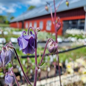Aquilegia vulgaris'.<br/>Akeleje