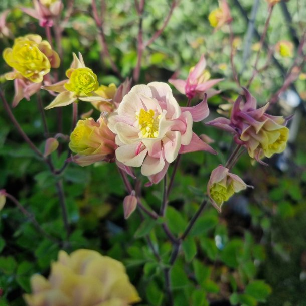 Aquilegia vulgaris 'Winky Double Pink and White'.<br/>Akeleje
