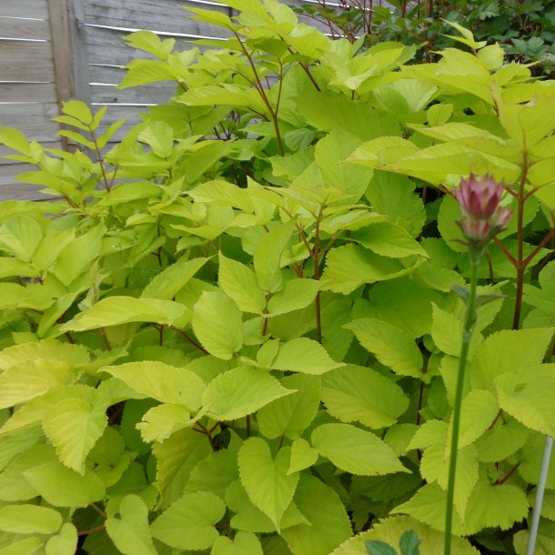 Aralia cordata 'Sun King'.<br/>Aralia