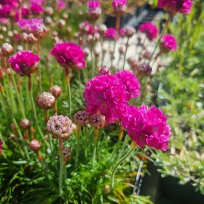 Armeria maritima.<br/>Engelsk gr�s