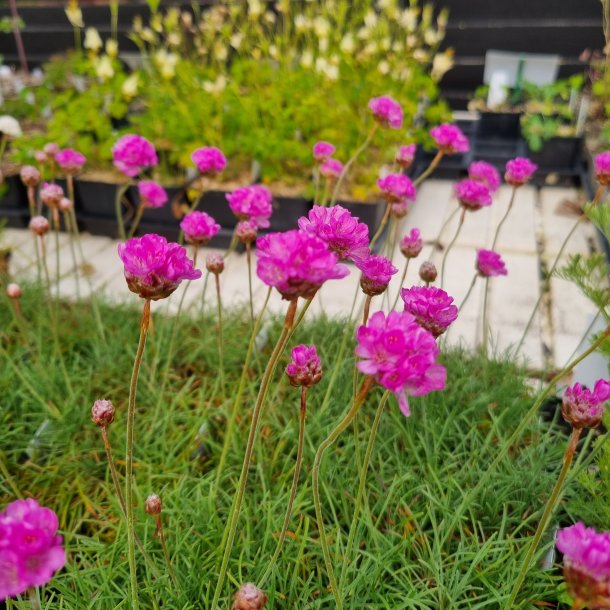 Armeria maritima 'Rosea compacta'.<br/>Engelsk grs
