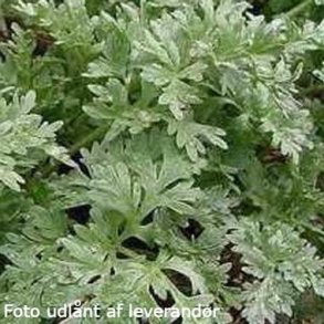 Artemisia absinthium.<br/>Havemalurt