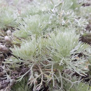 Artemisia schmidtiana 'Nana'.<br/>Bynke